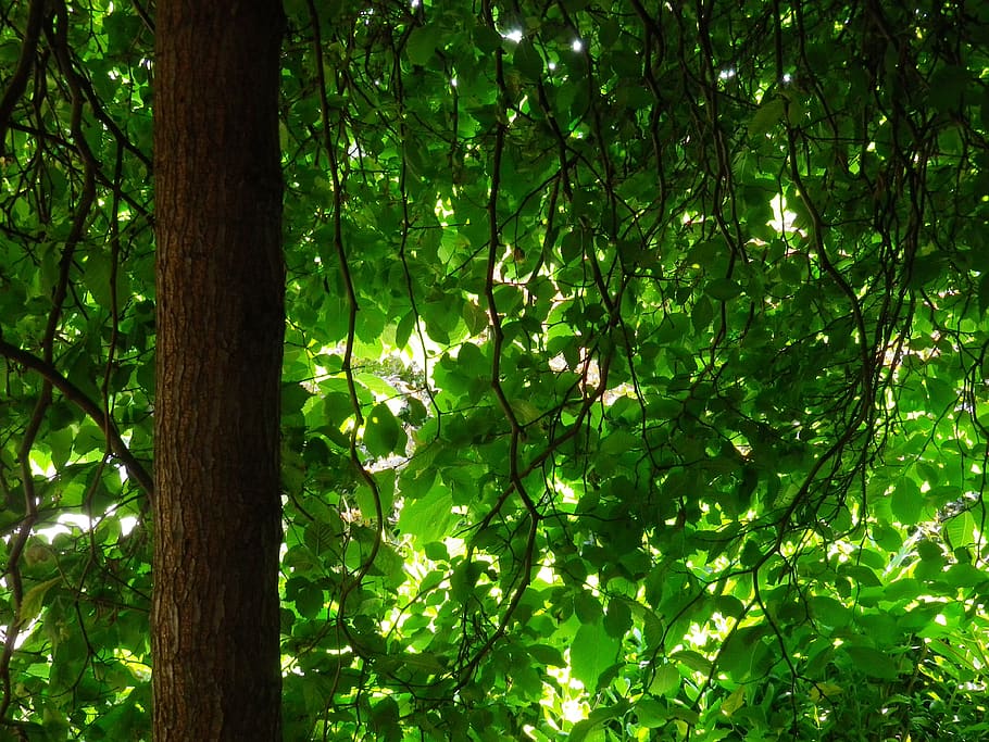 tree, green, forest, plant, green color, growth, nature, land HD wallpaper