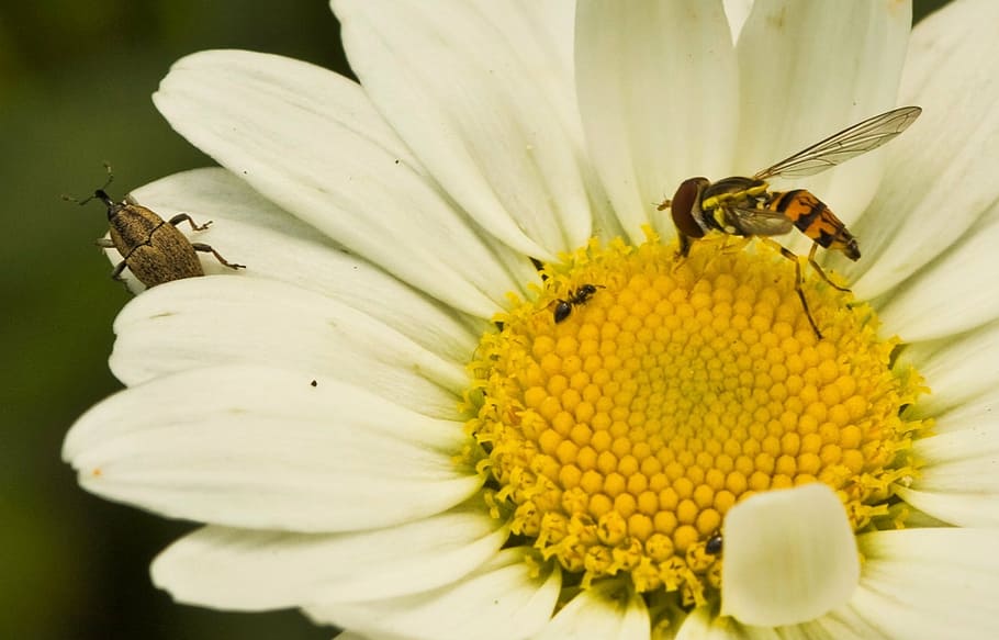 macro, flower, insect, bee, fly, garden, blossom, plant, spring HD wallpaper