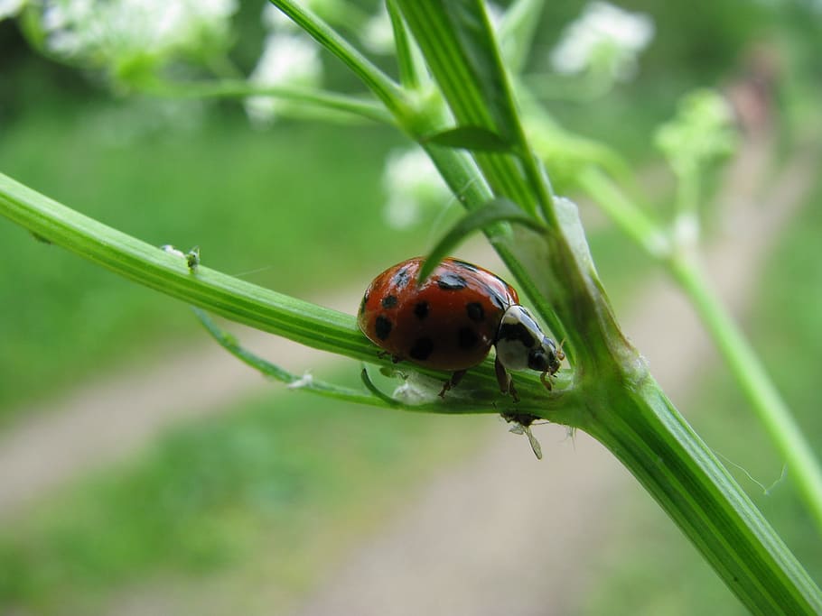 ladybug, nature, macro, animals, insects, animal wildlife, animals in the wild HD wallpaper