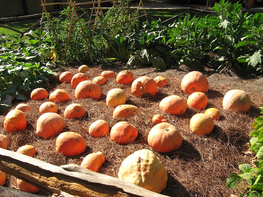 pumpkins, orchard, plantation, food, food and drink, healthy eating HD wallpaper