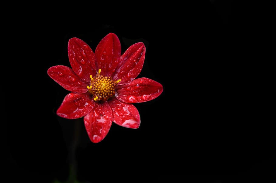 red petaled flower, close up photography of water dew on red Mexican sunflower in bloom HD wallpaper