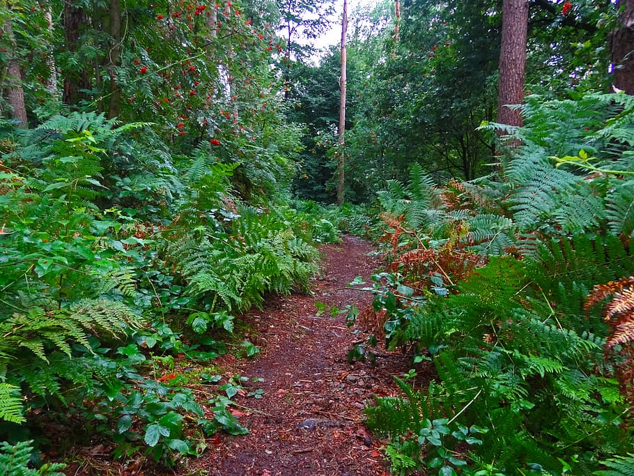 forest path, fern, jungle, plant, growth, tree, green color HD wallpaper