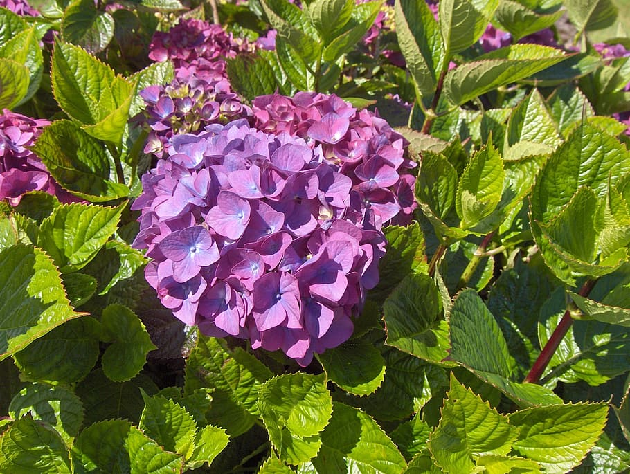 hydrangea, hydrangeas, flowers, garden, plant, growth, leaf HD wallpaper