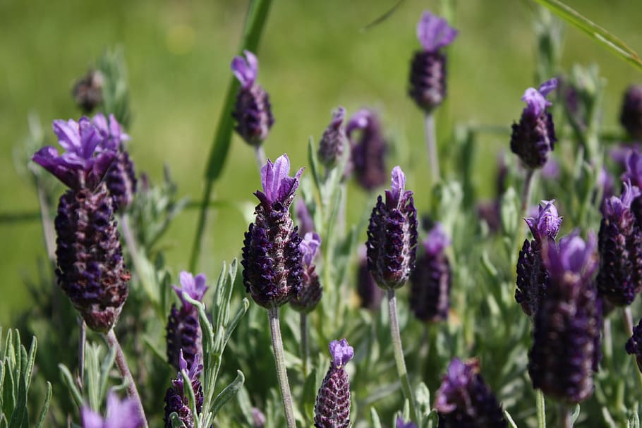 flower, lavender, nature, plant, growth, flowering plant, beauty in nature HD wallpaper