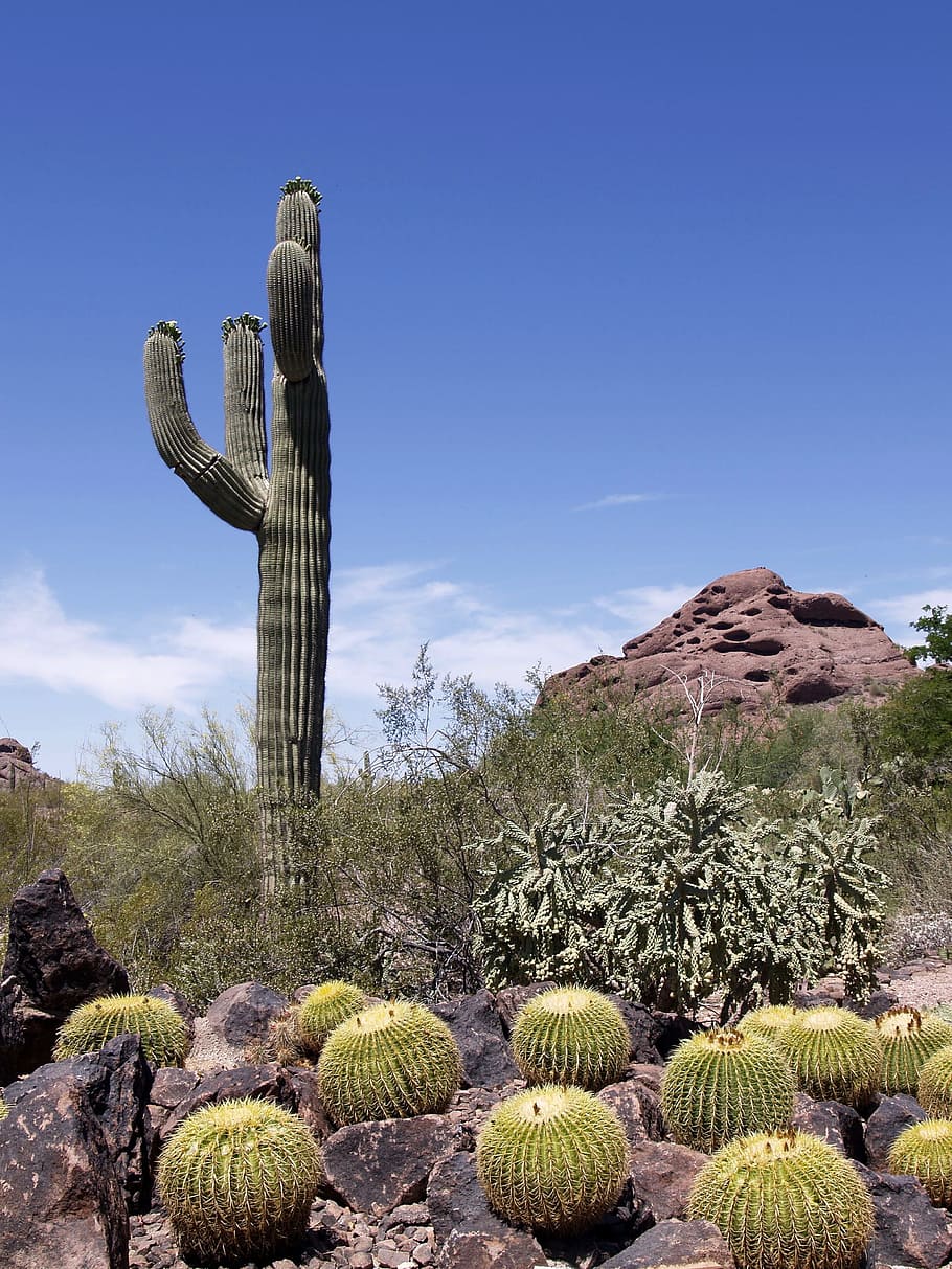 green cactus plant near green bus, Rocks, Hill, Desert, phoenix HD wallpaper