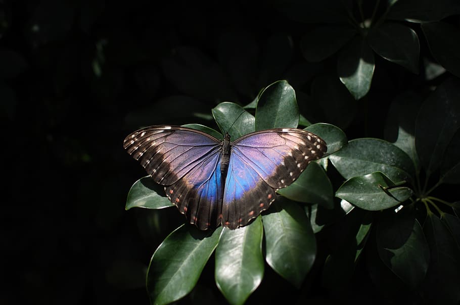 Night, Butterfly, Insect, Close, nature, flower, butterfly - Insect HD wallpaper