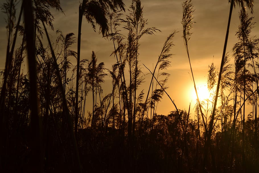 Landscape, Sunset, Light, the sun, the charm of the, reeds HD wallpaper