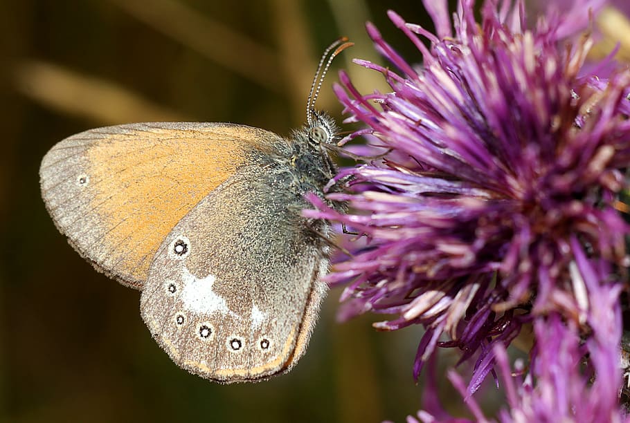 butterfly, insect, macro, nature, flower, animal themes, flowering plant HD wallpaper