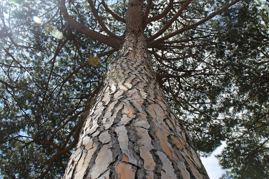pine, tree, ostia, natural, pine tree, plant, tree trunk, low angle view HD wallpaper