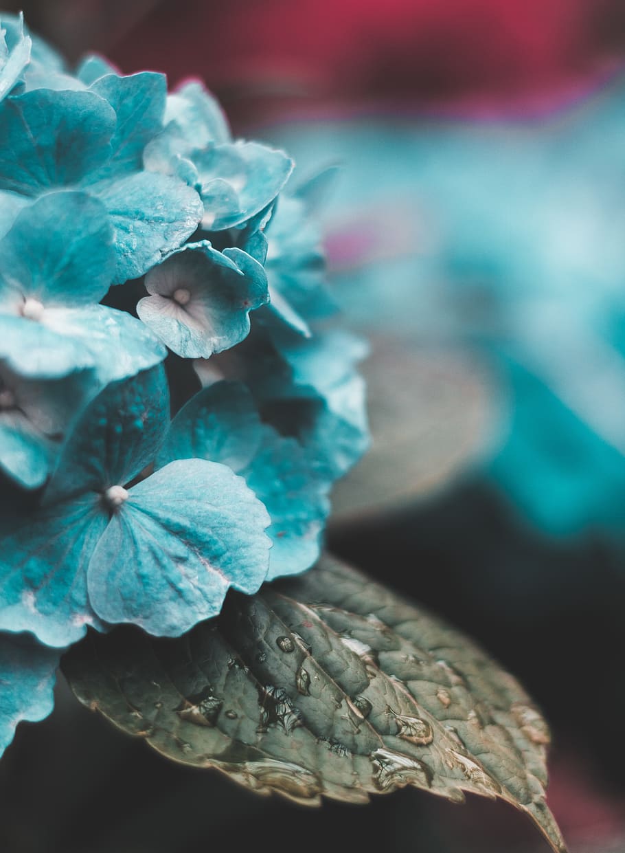 macro photography of blue flowers, macro photo of teal hydreangeas HD wallpaper