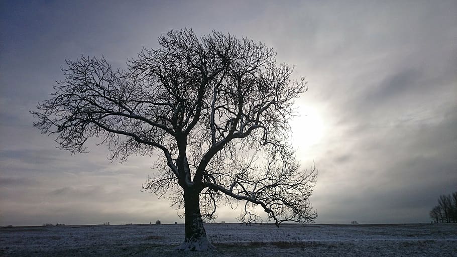 gray tree on the field photography, winter, snow, stark, cold HD wallpaper