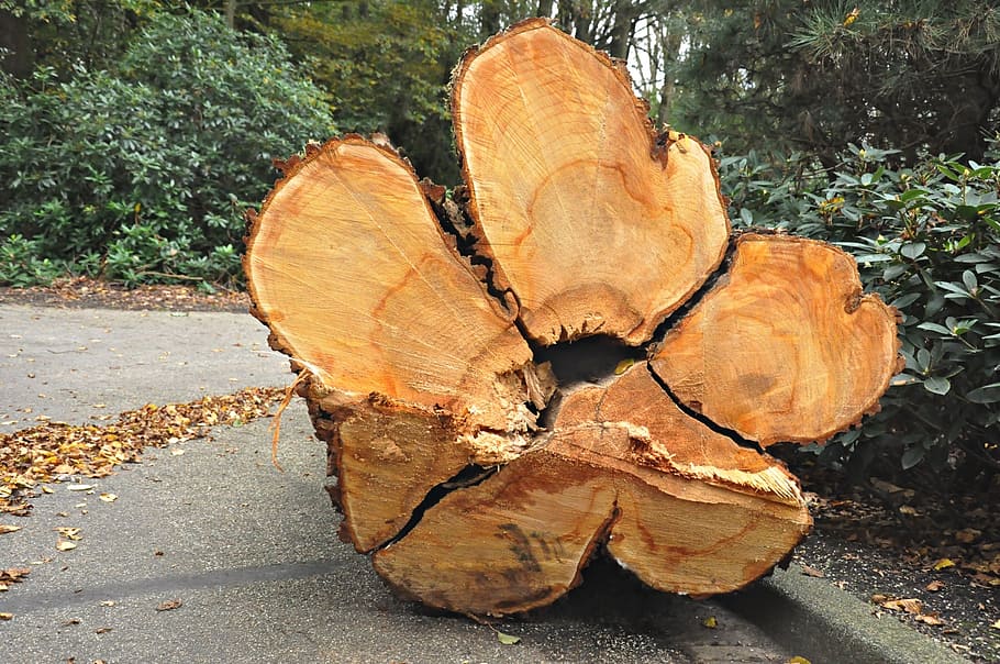 tree, chopped down, cut, log, timber, lumber, wood, growth rings, HD wallpaper