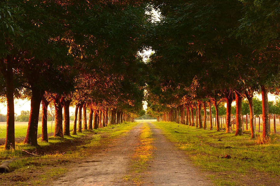 field, rural, path, trees, landscape, road trees, the field HD wallpaper