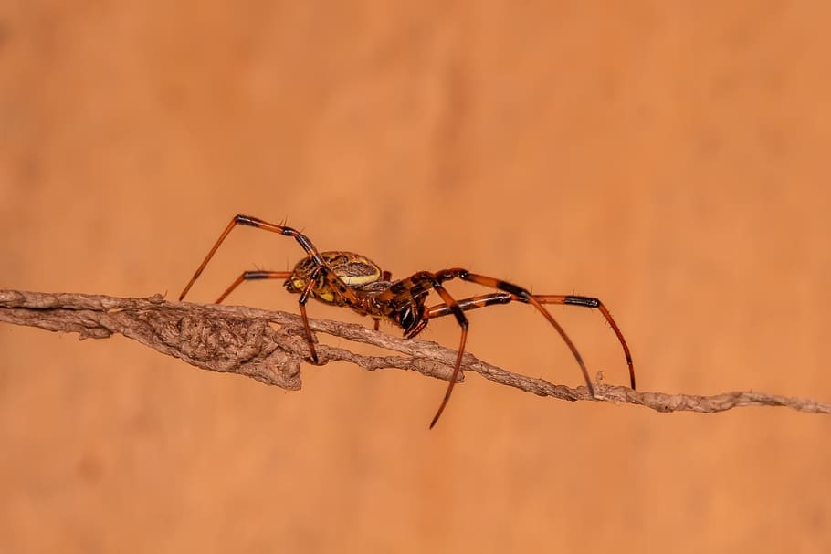 spider, insect, macro, animal, animal themes, one animal, animals in the wild HD wallpaper