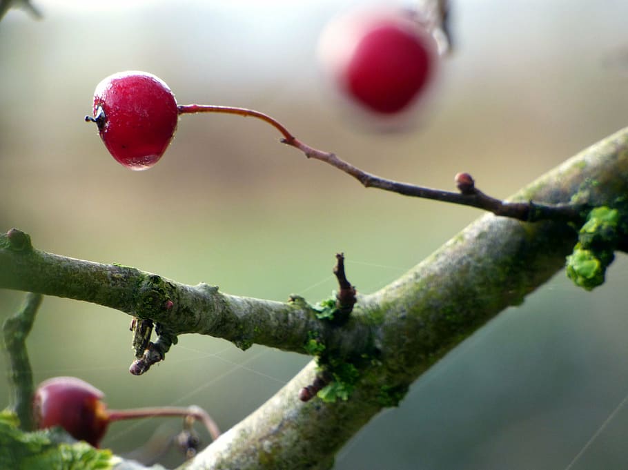 fall, bay, red, branch, leaves, plant, fruit, tree, food and drink HD wallpaper