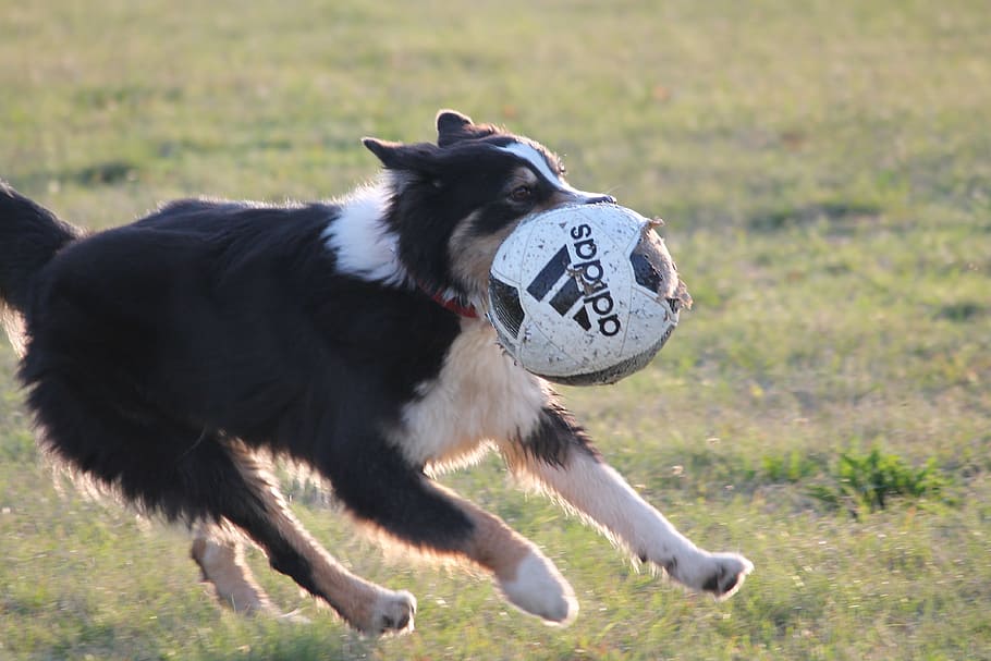 dog, collie, ball, play, catch, pet, dogpark, animal, outdoors, HD wallpaper