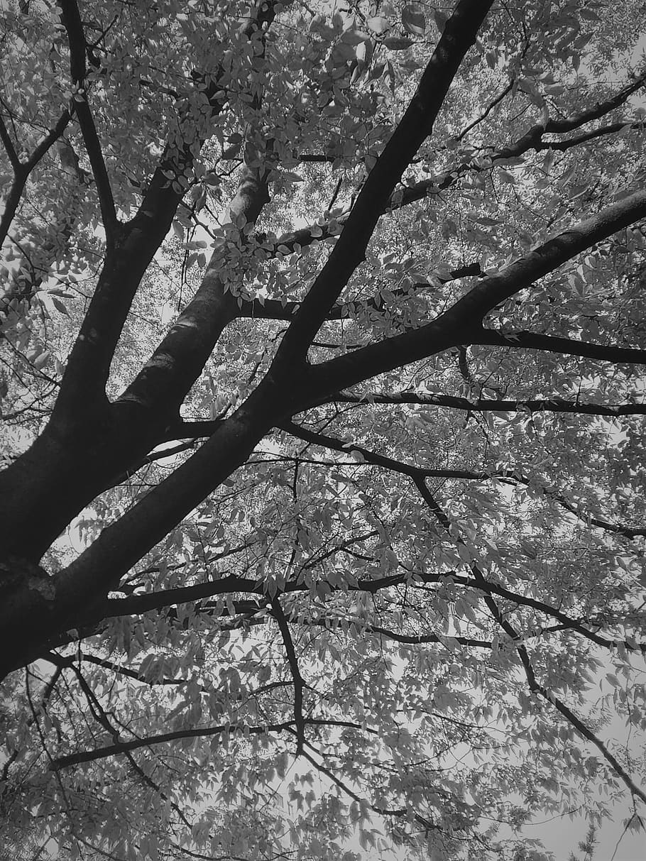 흑백, 멈춤, 나무, tree, plant, no people, nature, branch HD wallpaper