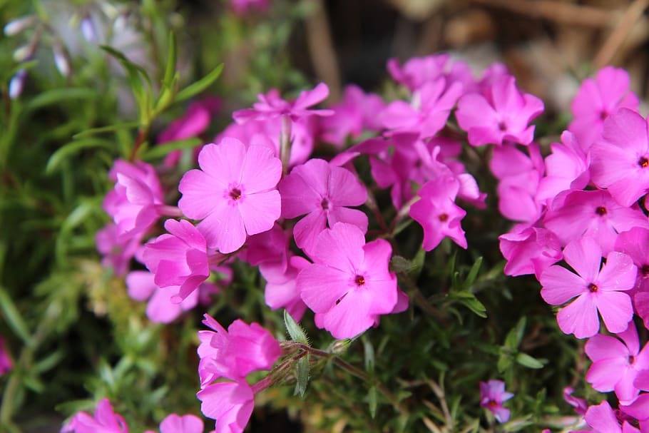 phlox, phlox pink, phlox spring, spring-flowering, perennial, HD wallpaper