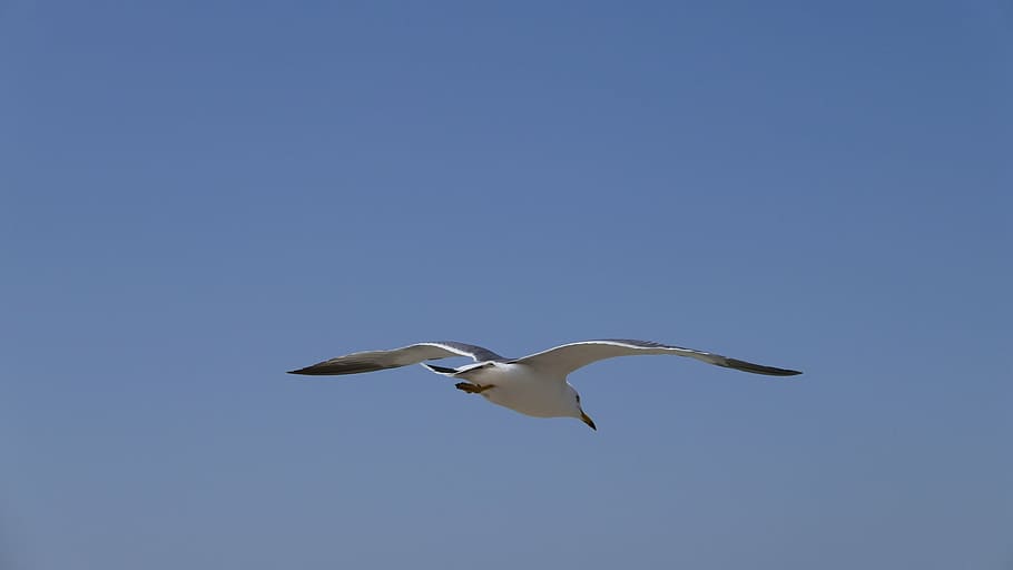 seagull, sky, bird, flying, nature, animal, wildlife, animal Wing HD wallpaper
