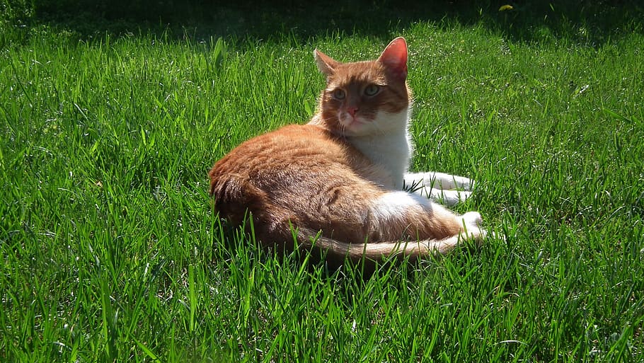 cat, tomcat, pet, grass, mammal, animal themes, plant, green color HD wallpaper