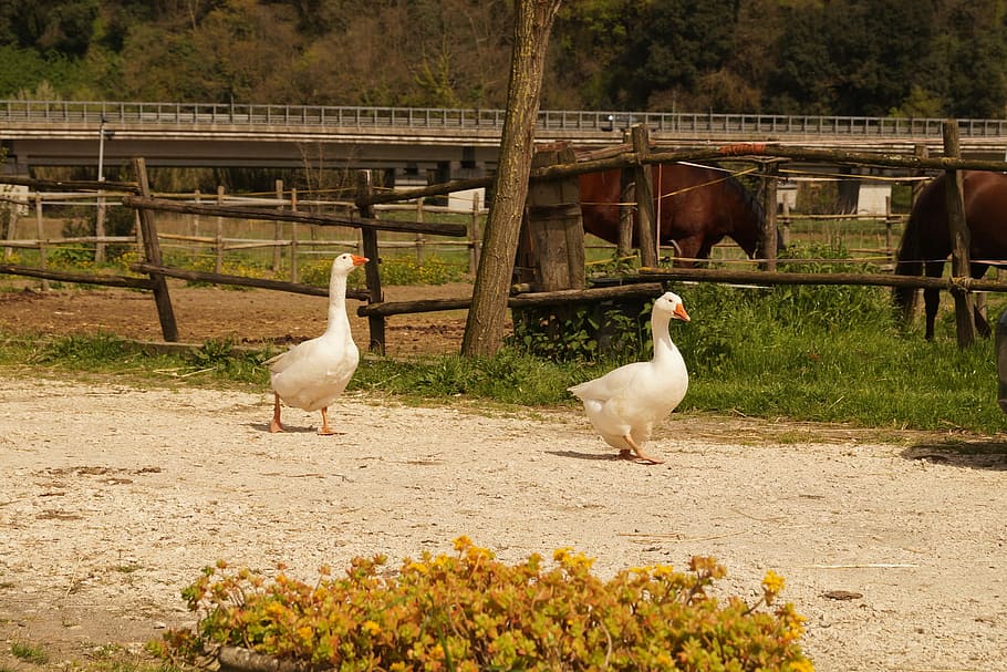 Geese, Farm, Campaign, bird, animal themes, day, outdoors, animals in the wild HD wallpaper