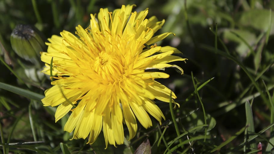 dandelion, grass, yellow, color, summer, spring, nature, green HD wallpaper