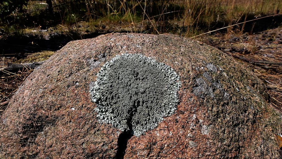 stone, rosette, lichen, structure, district, dry, day, no people HD wallpaper