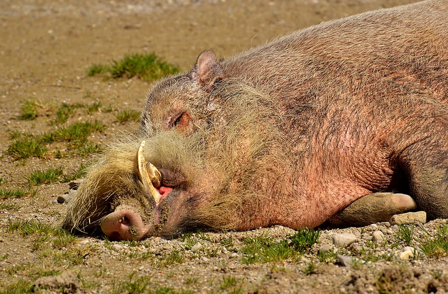 boar, sleep, relaxed, concerns, wild, pig, sow, bristles, zoo HD wallpaper