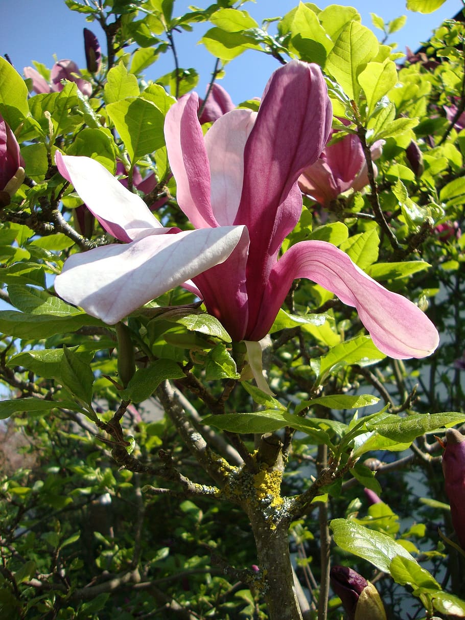 lily, blossom, bloom, close, plant, growth, beauty in nature HD wallpaper