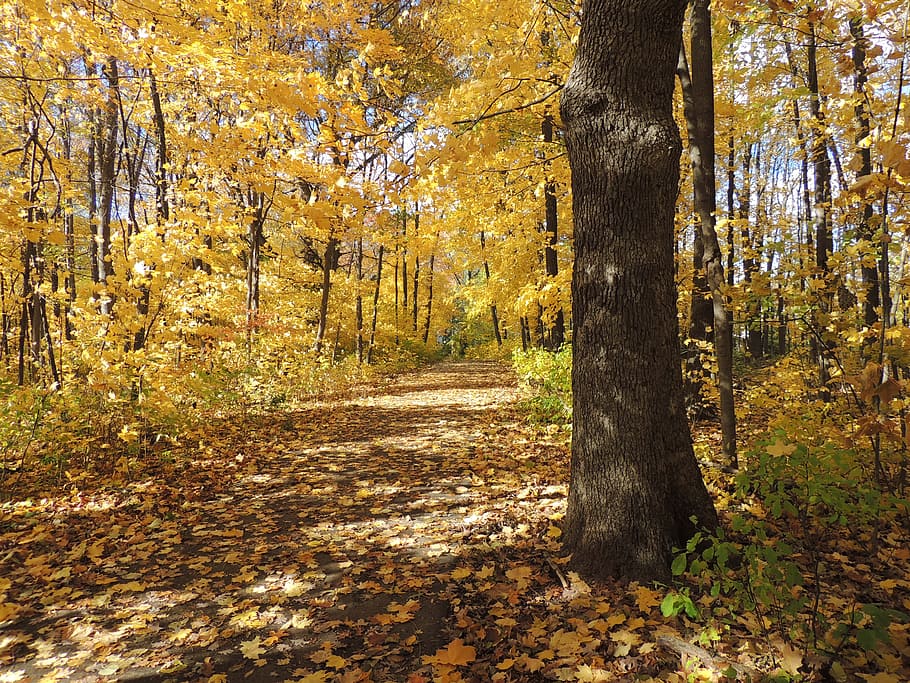 oak, oak tree, autumn, path, forest, outdoor, natural, seasonal HD wallpaper