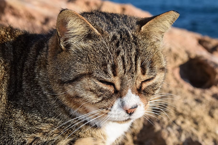 Cat, Stray, Face, Eyes, Mustache, Animal, relaxing, enjoying HD wallpaper