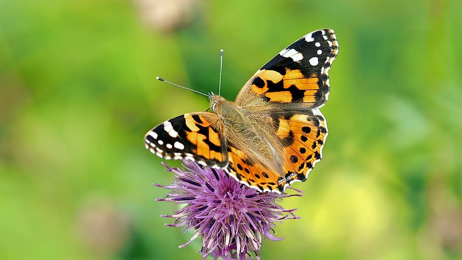 shallow focus of painted lady butterfly on purple flower, insect HD wallpaper