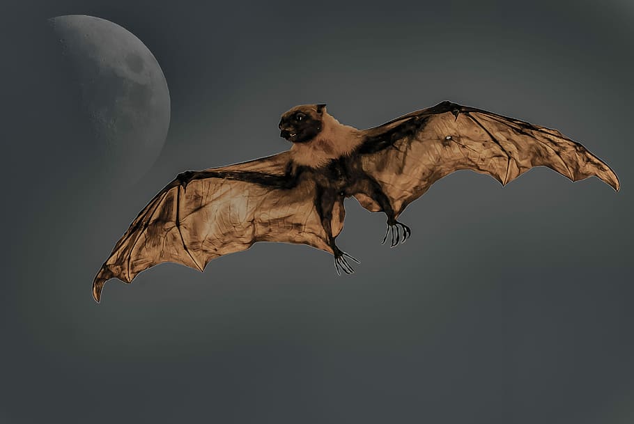 closeup photo of brown bat, giant, mammals, dogfish, night, moon, HD wallpaper