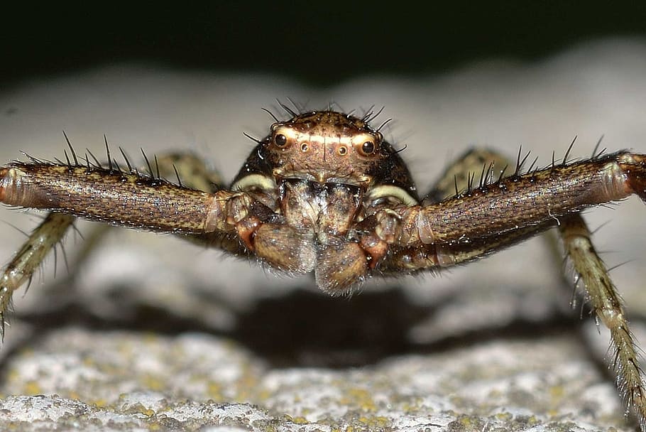 nature, arachnidi, spider, animal themes, one animal, animal wildlife HD wallpaper
