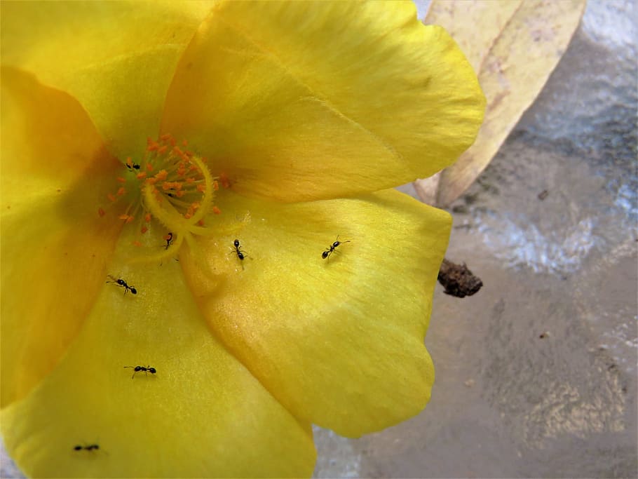 flower, yellow, macro, ants, insects, flowering plant, close-up HD wallpaper