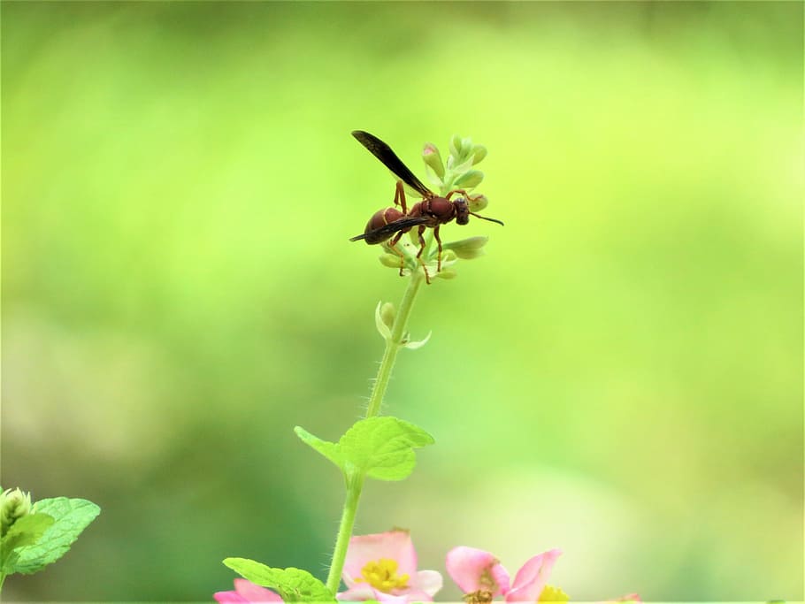 flowers, macro, pink, green, wasp, garden, invertebrate, insect HD wallpaper