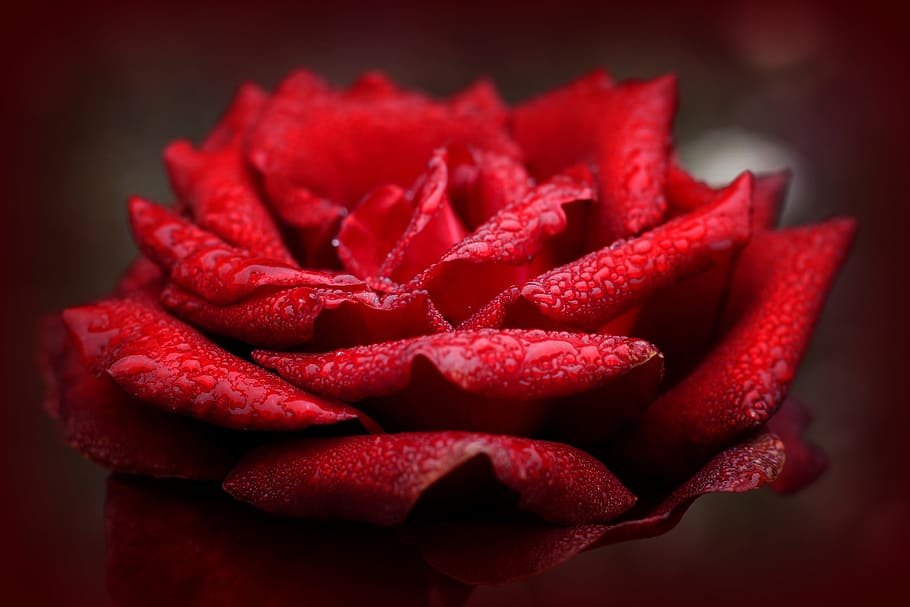 close up photography of red rose, love, romantic, valentine's day, HD wallpaper
