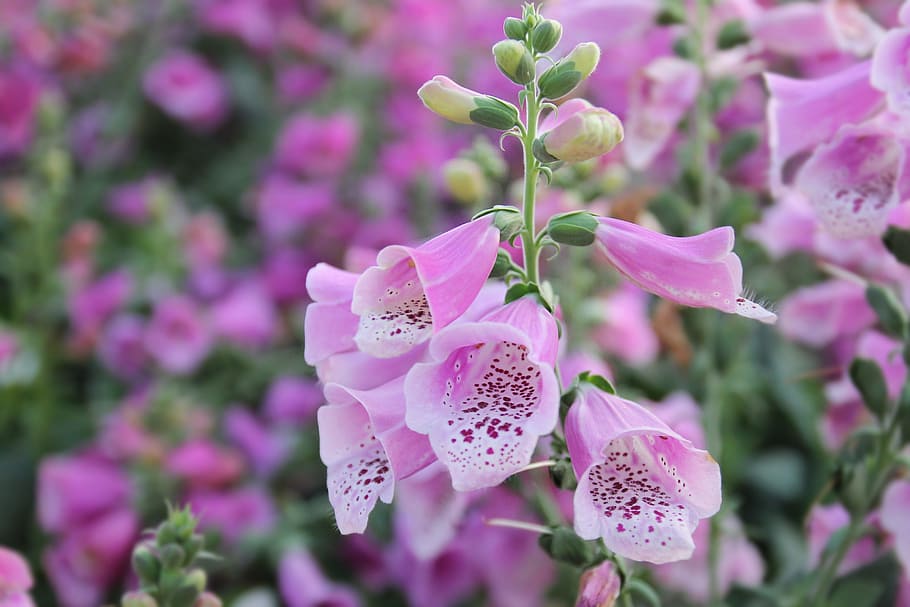 shallow focus photography of pink flower, foxglove, nature, plant, HD wallpaper