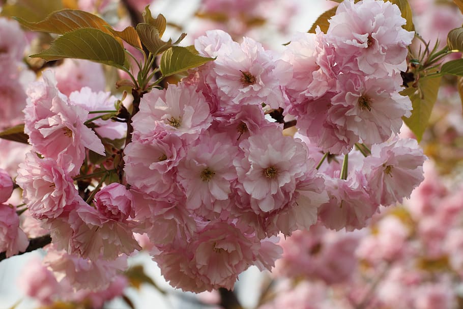 campus officials micro, spring, the scenery, flowering plant HD wallpaper