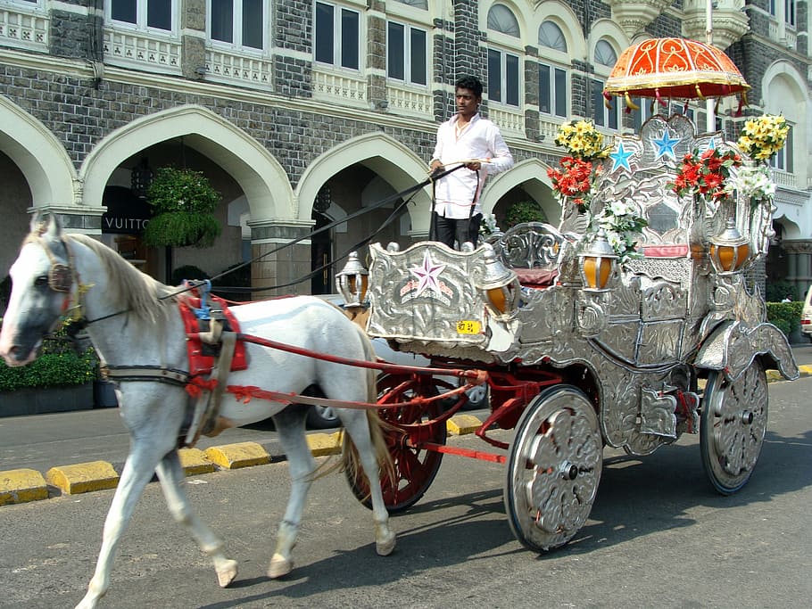 cart, horse cart, horse chariot, carriage, vintage, transport, HD wallpaper