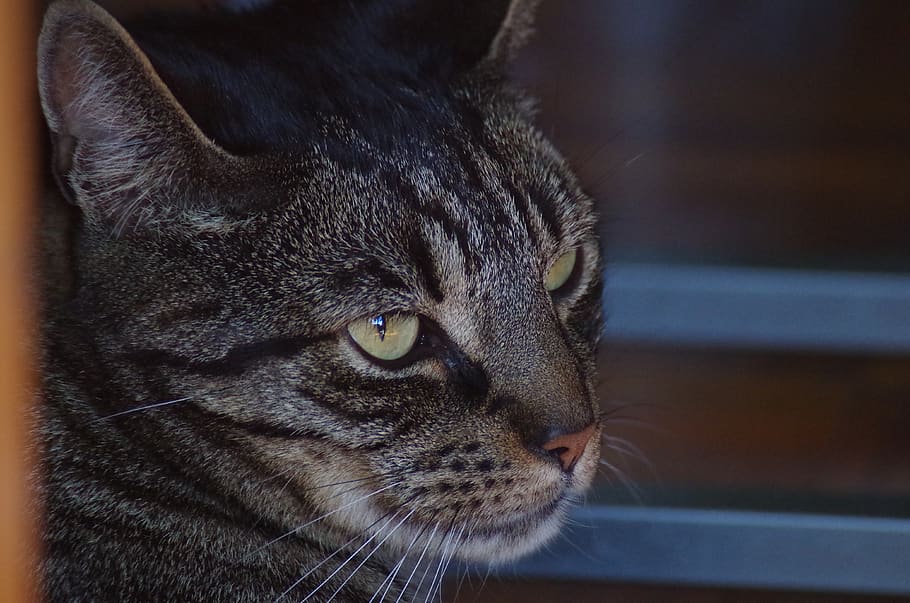 pet, cat, animal themes, one animal, mammal, feline, pets, domestic animals HD wallpaper