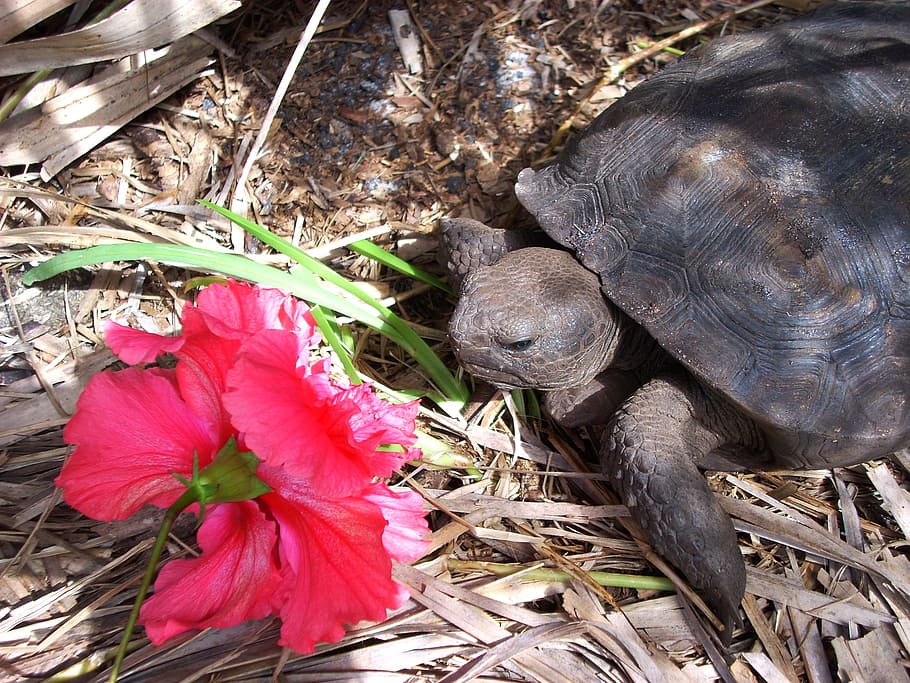 turtle, box turtle, land turtle, animal, wildlife, zoology HD wallpaper