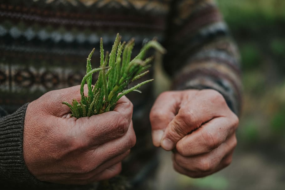 person holding green leaves, person holding green grass, hands HD wallpaper