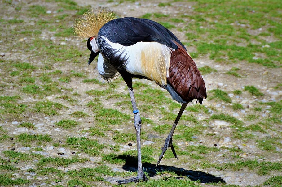 grey crowned crane, baleurica regulorum, bird, animal, zoo, HD wallpaper