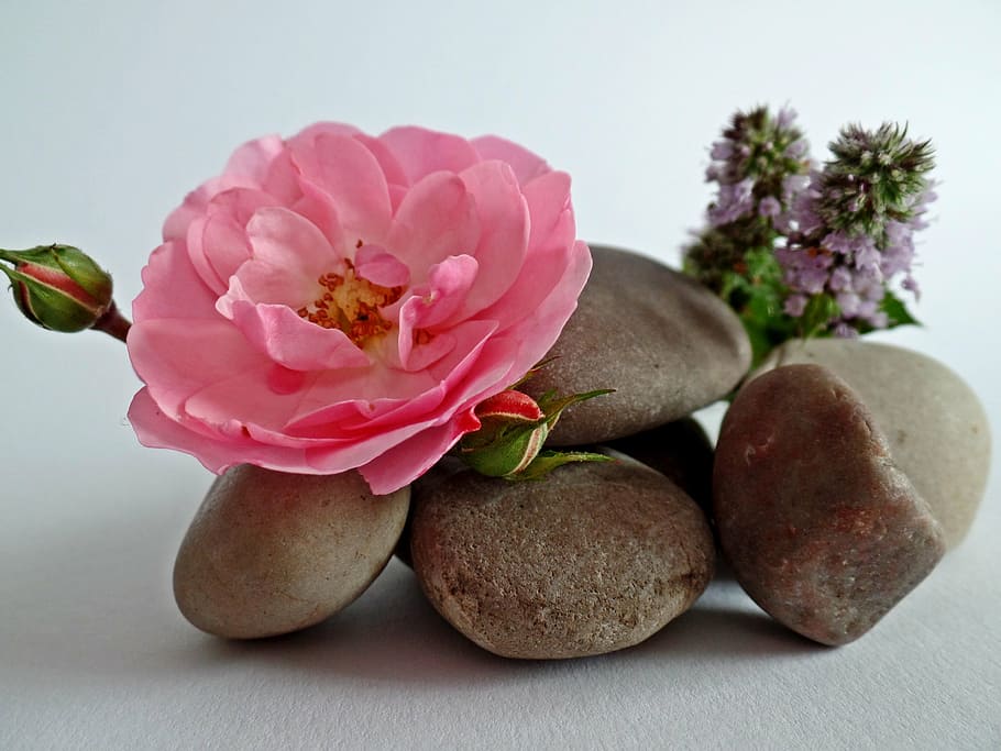 pink rose on brown pebbles beside purple dead nettles, stones, HD wallpaper