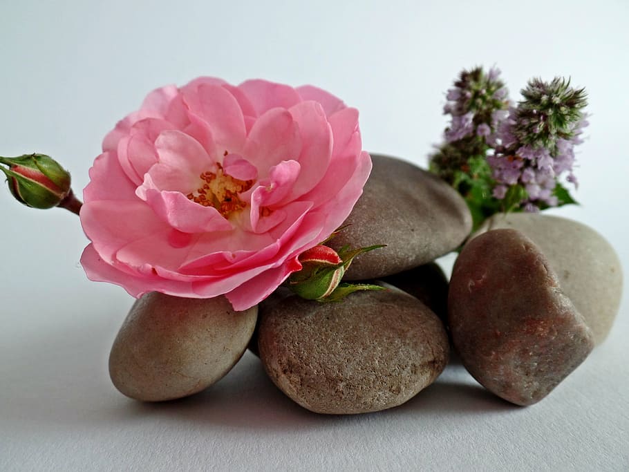 pink rose on brown pebbles beside purple dead nettles, stones HD wallpaper