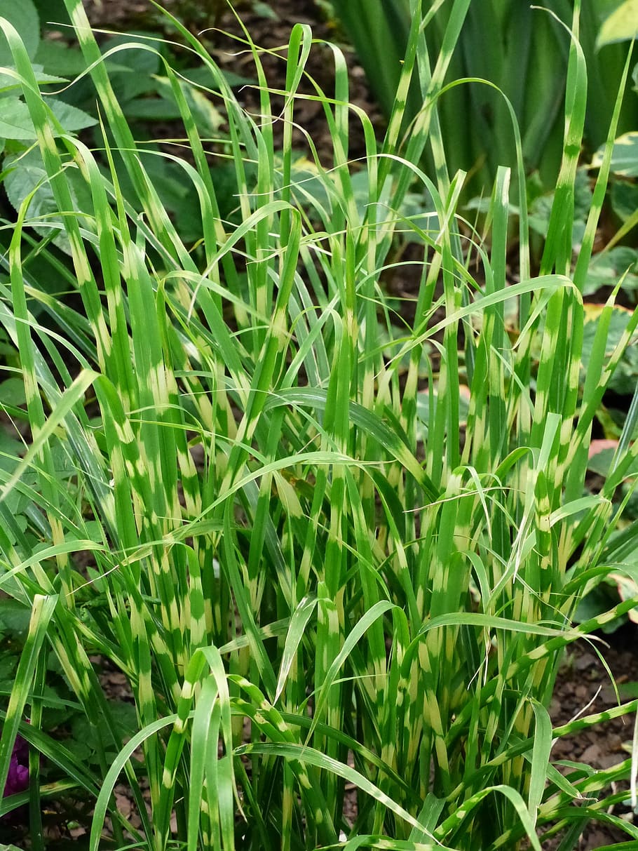 prynadsgräs, summer, garden, green, growth, green color, plant HD wallpaper