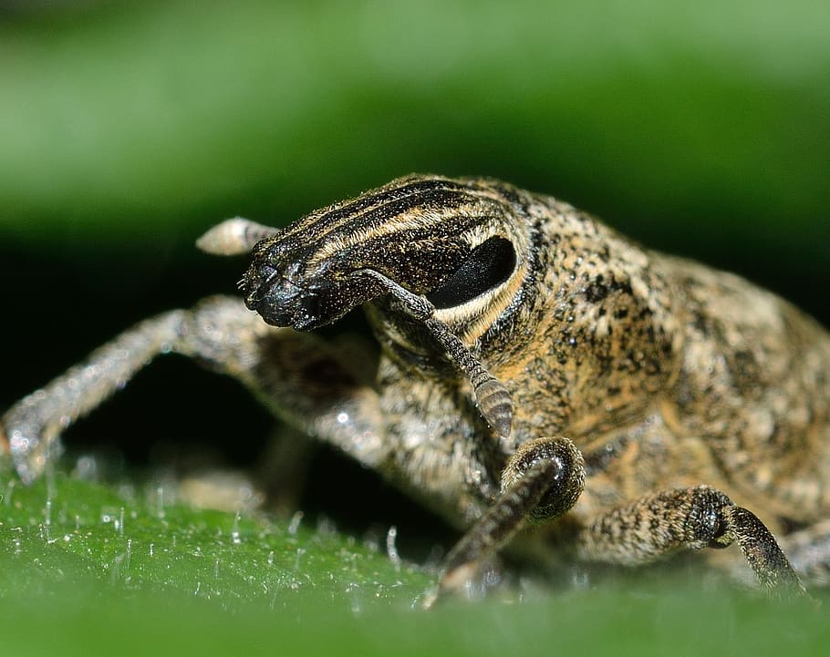 insects, beetles, weevil, animal themes, animal wildlife, one animal HD wallpaper