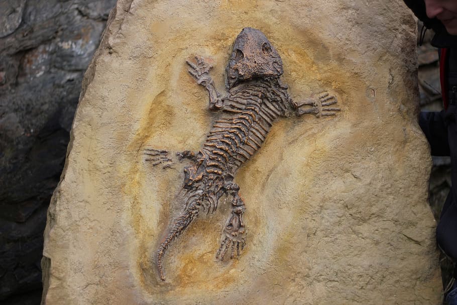 black reptile fossil, fossils, bone, lizard, animal, animal themes HD wallpaper