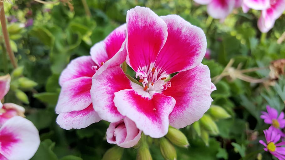 pink flower close photography, spring, flowers, geranium, pink color HD wallpaper